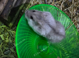 Hamster