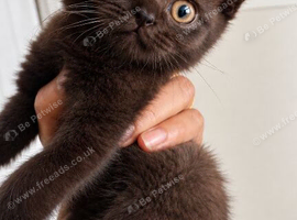 Chocolate British shorthair Male last one left