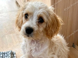 Sad rehome of cavapoo boy