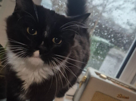 Long haired tuxedo  kitten for sale
