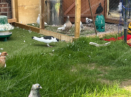 Afghan pigeons for sale