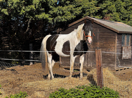 16.2hh warmblood stallion for sale