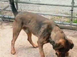 Rescue dogs searching for their furever homes
