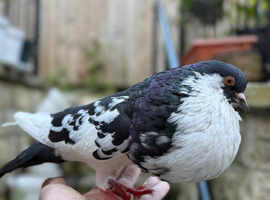 Pouters Croppers pigeons BREEDING PAIR