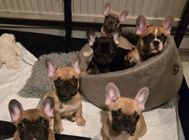 French Bulldog Puppies &ndash; 3 Boys & 2 Girls Available