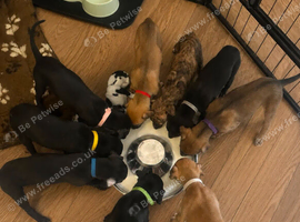 whippet / greyhound whippet saluki