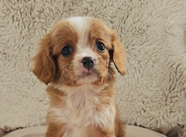 5 King charles cavalier puppies