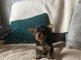 Cute Yorkshire terrier puppies
