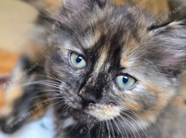 Tortoiseshell Girl Kitten &ndash; Bengal x Ragdoll Mum Mixed Breed