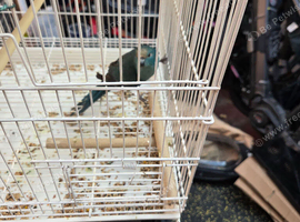 Kakari hen