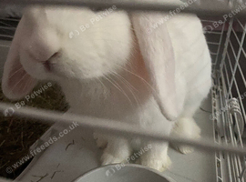Rehome a rabbit