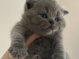 British Shorthair Pedigree Kittens