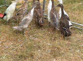Ducks 9 sold all together