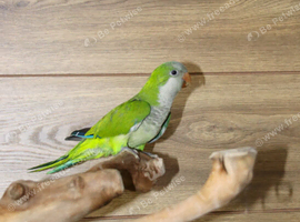 Baby Green Quaker,5