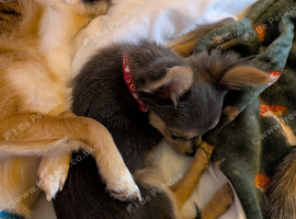 Male chihuahua