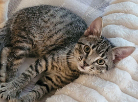 2 kittens