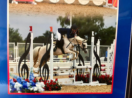Stunning talented 6yr palomino (128) 12.2hh mare