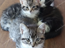 Adorable Kittens (Can be delivered)