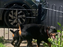 Rottweiler bitch KC registered