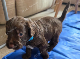 Australian Labradoodle Puppies
