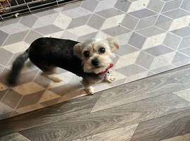 1 year old female Yorkshire Terrier