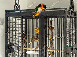 Tame Male DNA Caique