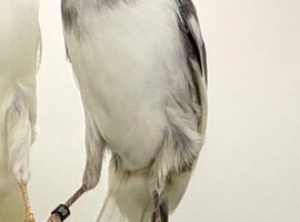 Persian Canary ready for breeding