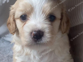 Maltipoo cavapoo puppy boy