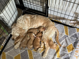 Cockapoo puppies