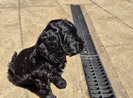 Stunning Top Quality Cockapoo Puppies Looking for Their Forever Loving Homes