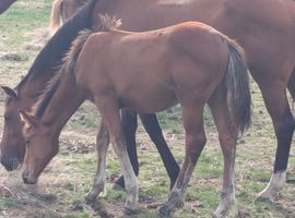 Bay Colt Foal