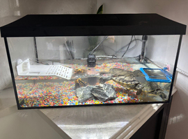 Turtles and tank
