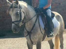 13.1 Spanish bred pony