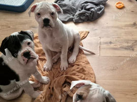 Dorset olde tyme bulldog
