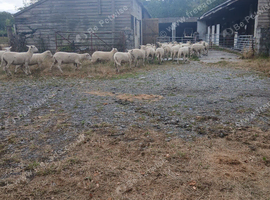 Sheep for sale