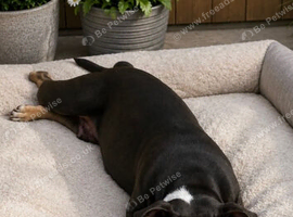 Pocket bully cross Belgium malinois puppies (READY NOW)