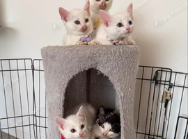Kittens for Sale