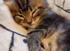 Bengal cross kittens for sale