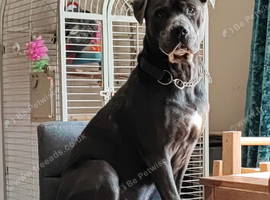 Male staff x cane corso