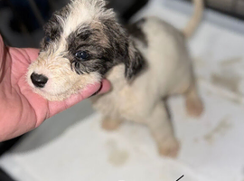 Salukie Bedlington whippet