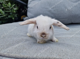 Mini lop babies ready now