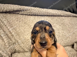 KC Miniature Dachshund Puppies 3 BOYS