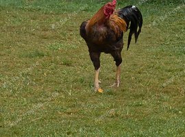 Shamo Rooster