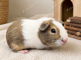Guinea pig for sale - male 9 weeks old