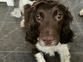 Male springer spaniel