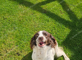 Sprocker bitch