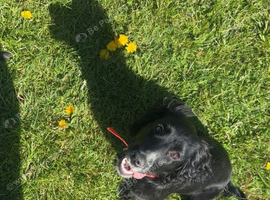 Border collie