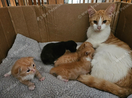 Kittens for sale