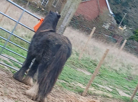 GRAZING LAND URGENTLY NEEDED NORFOLK