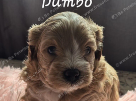 ️Tiny Maltipoo puppies